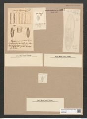 Glyphodesmis eximia Grev. (de-Toni-Nr.: Genus 81, Species 2890) Zeichnungen Sammlung Grunow Nr. 5867 (NHMW-BOT-W0374309)